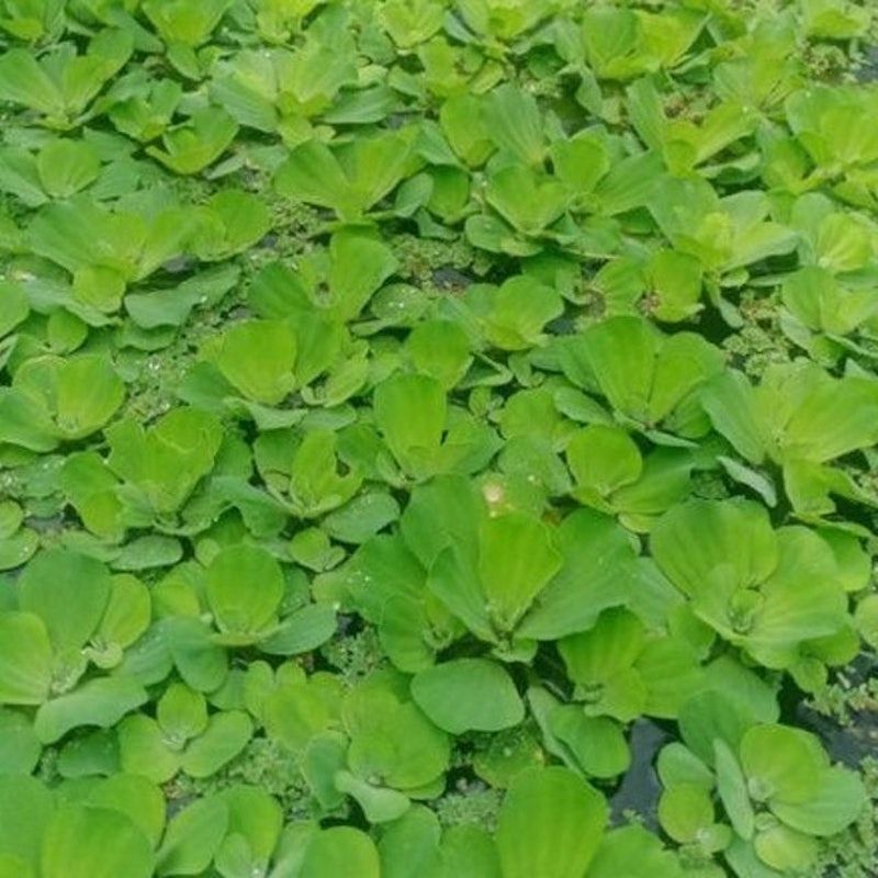 Bibit Pistia stratiotes (apu-apu)
