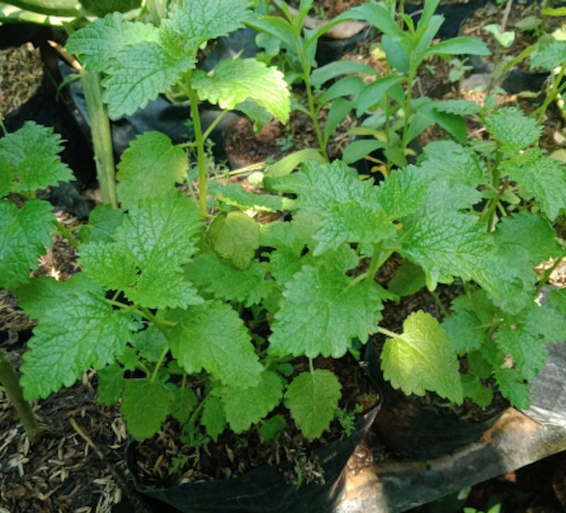 Tanaman Lemon Balm