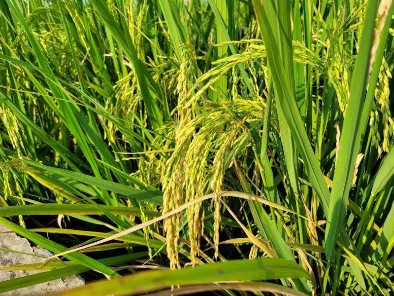 TSAMAR32 Pupuk Makro Tunggal Urea Cair 32%