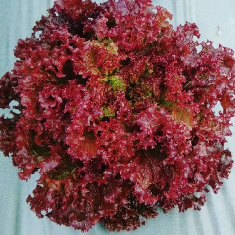Benih Selada Keriting merah