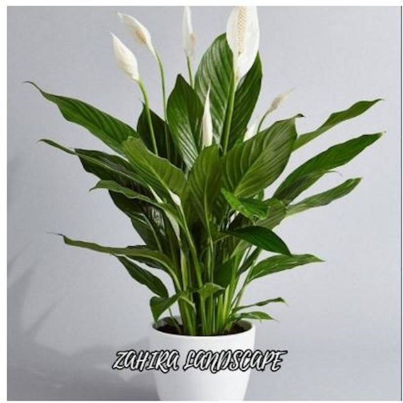 Peace Lily (Spathiphyllum)