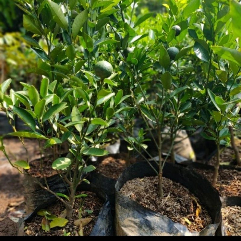 Bibit Jeruk Santang Madu Impor Indukan