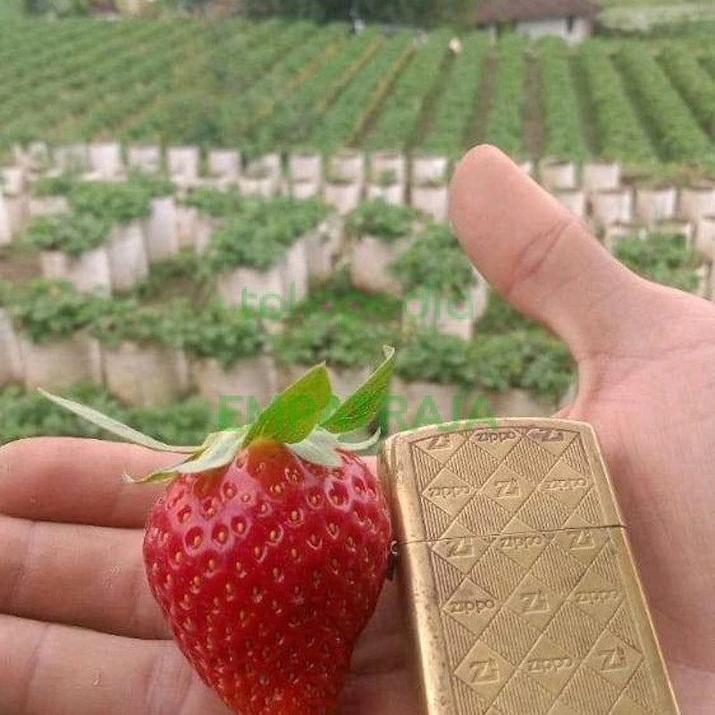 Bibit Strawberry Chandler