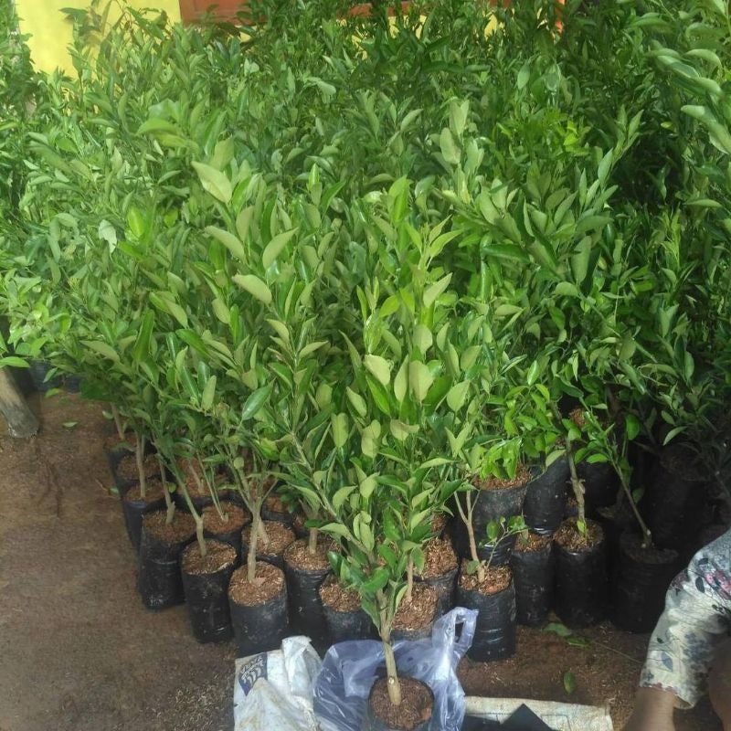 Bibit Jeruk Santang Madu Hasil Okulasi Kondisi Siap Berbuah