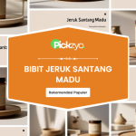 Bibit Jeruk Santang Madu terbaik