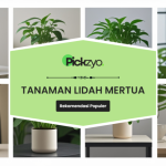 Tanaman lidah mertua terbaik