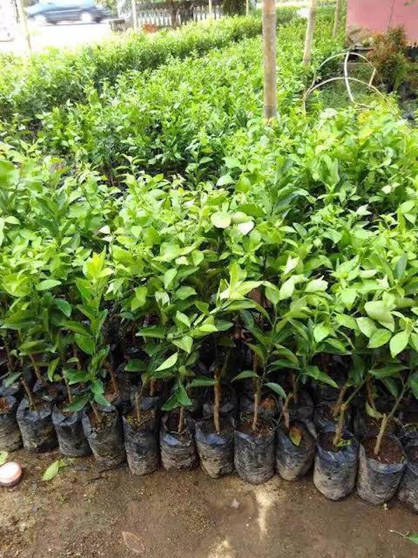 Bibit Jeruk Santang Madu Super