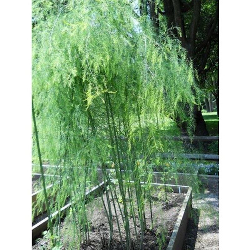 Asparagus Sayuran