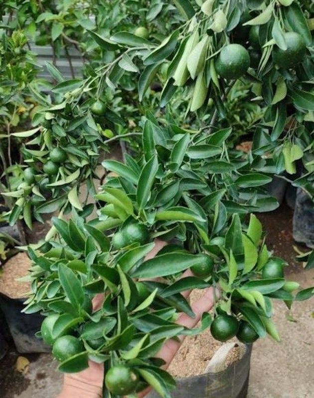 Bibit Jeruk Santang Madu Hijau