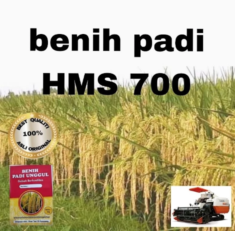 Benih Padi Unggul HMS 700 1 kg