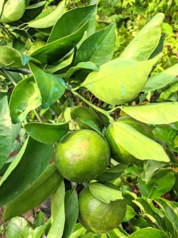 Bibit Jeruk Santang Madu Hijau
