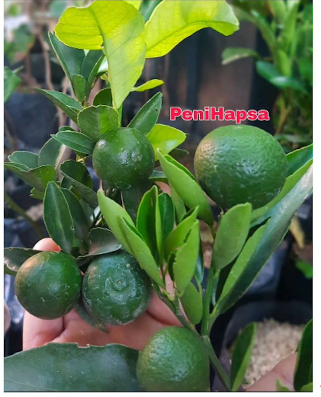 Bibit Jeruk Santang Madu Berbuah Tinggi 1 Meter