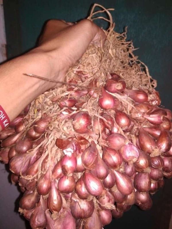 Bibit Bawang Merah Bima Brebes