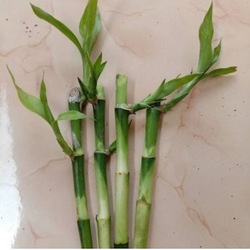 Lucky Bamboo (Dracaena sanderiana)