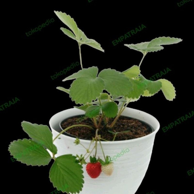 Bibit Strawberry Chandler