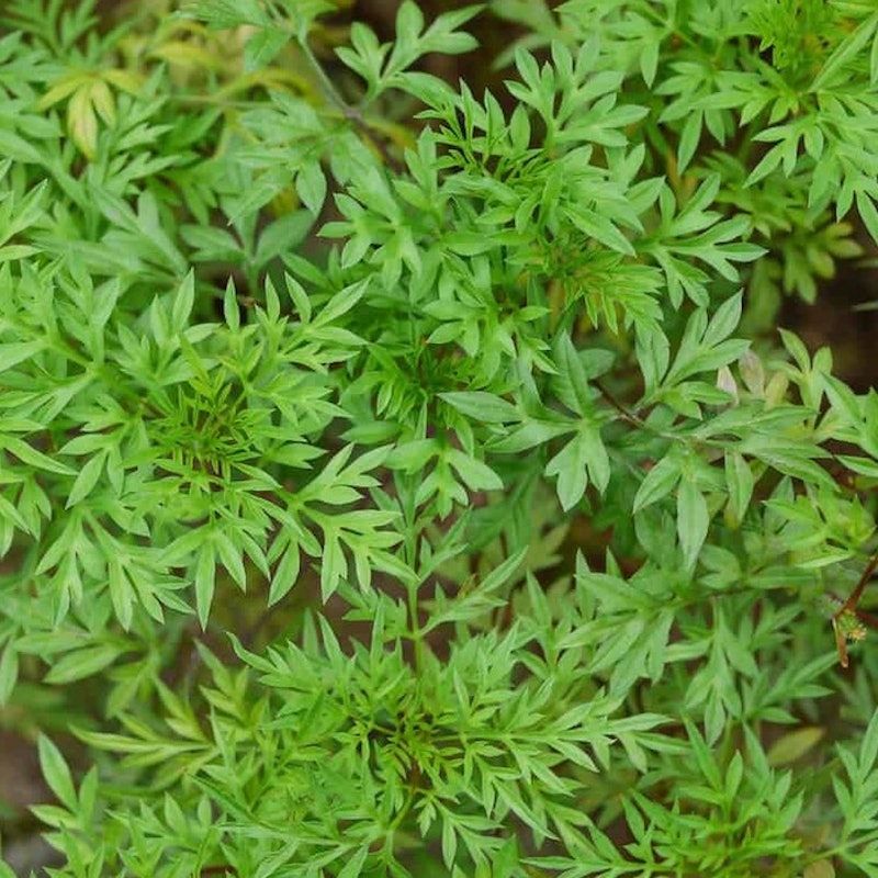 Bibit Kenikir Sayur Lalap Unggul