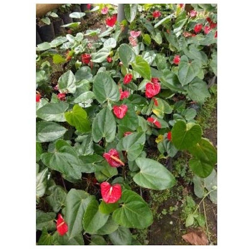 Anthurium Andraeanum