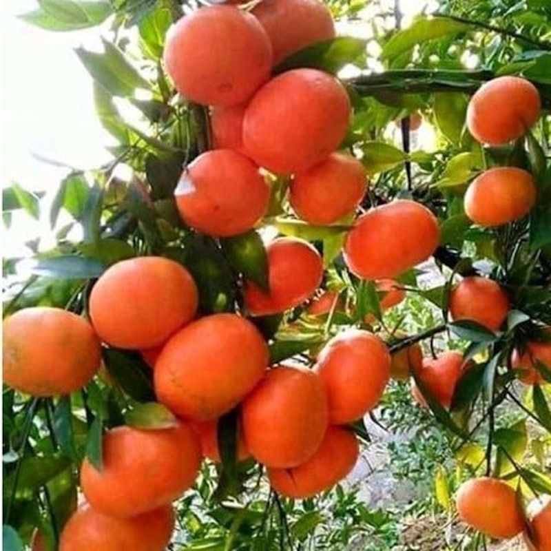 Bibit Jeruk Santang Madu Tambulapot