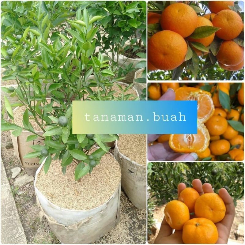 Bibit Jeruk Santang Madu Kondisi Berbuah