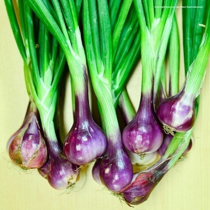 Cap Panah Merah - Benih Bawang Merah Lokananta