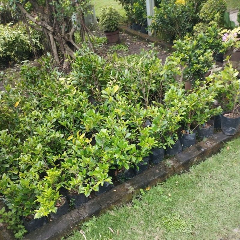 Bonsai Beringin Kimeng