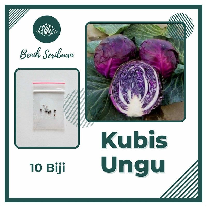 Kol Kubis Ungu
