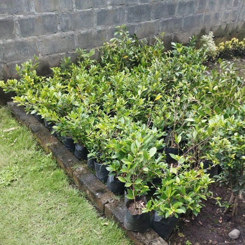 Bonsai Beringin Kimeng