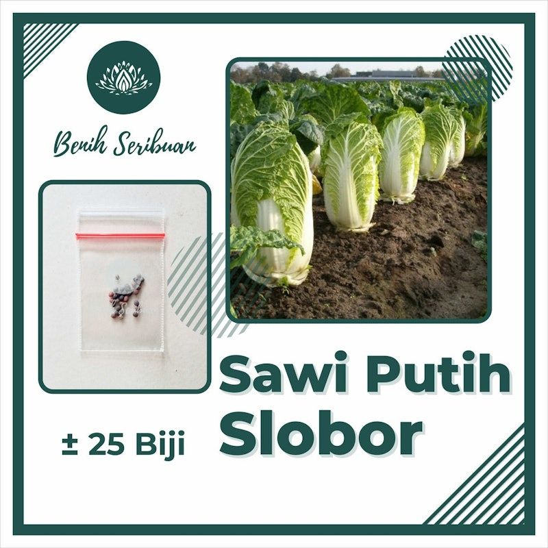 Sawi Putih Auntumn Sun Hybrid
