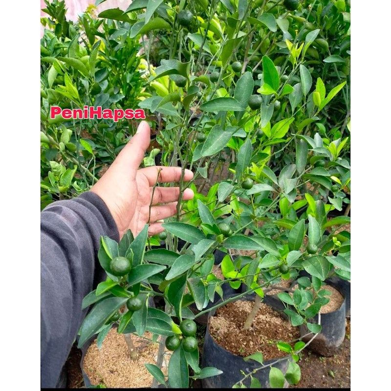 Bibit Jeruk Santang Madu Berbuah Tinggi 1 Meter