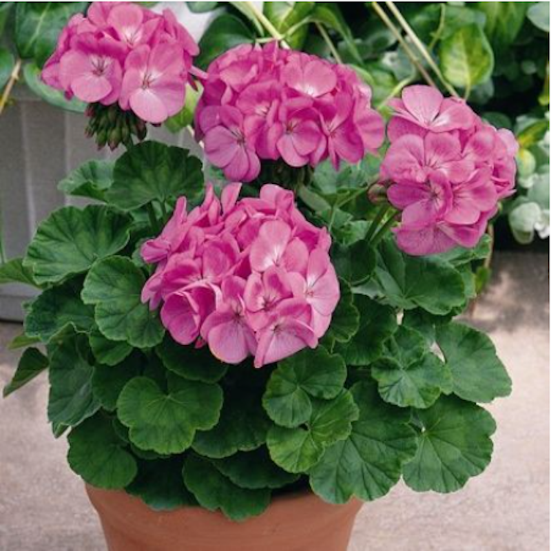 Tanaman Geranium