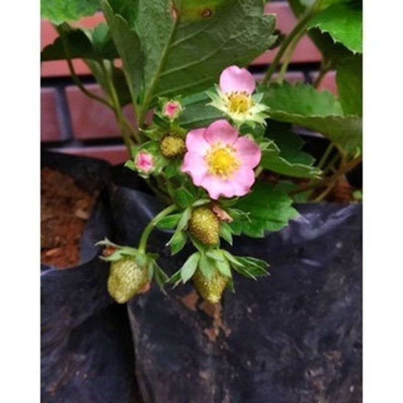 Bibit Strawberry Merlan