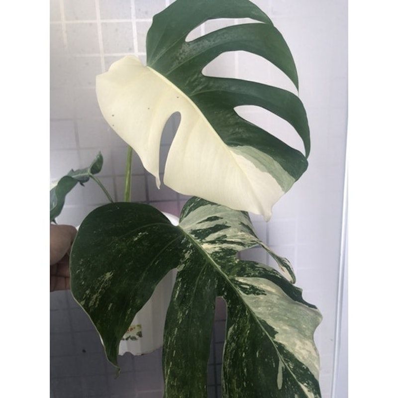 Bibit Monstera variegata