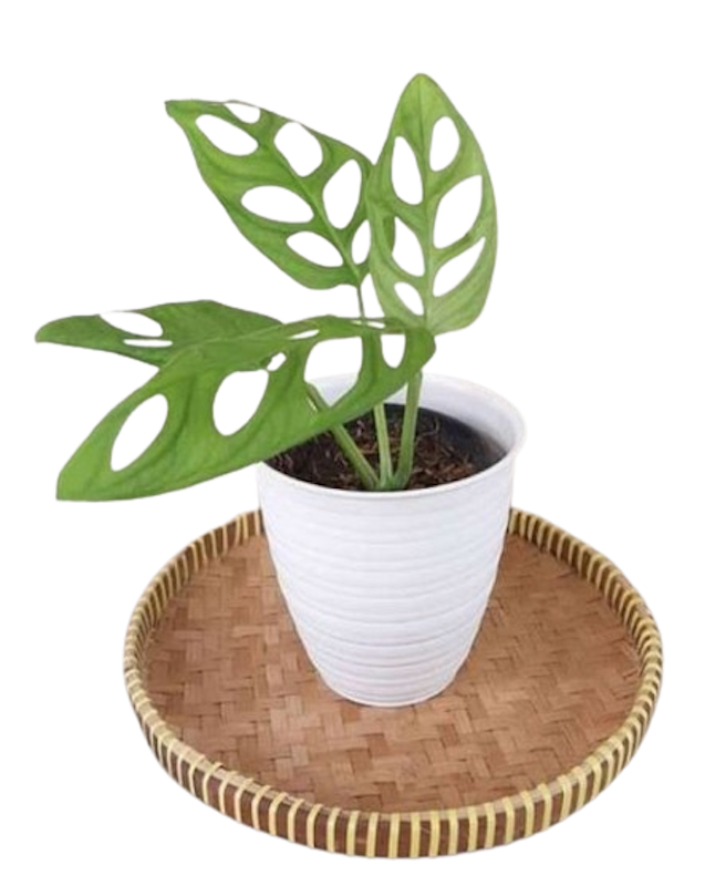 Janda Bolong (Monstera adansonii)