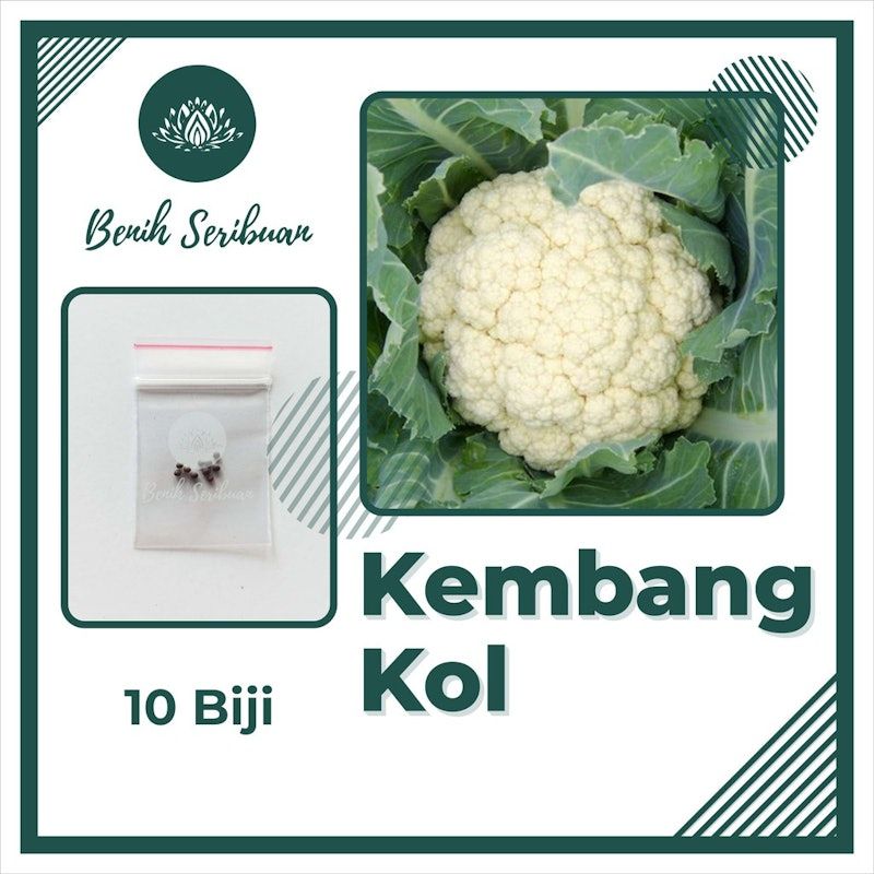 Bunga Kol F1 Hibrida