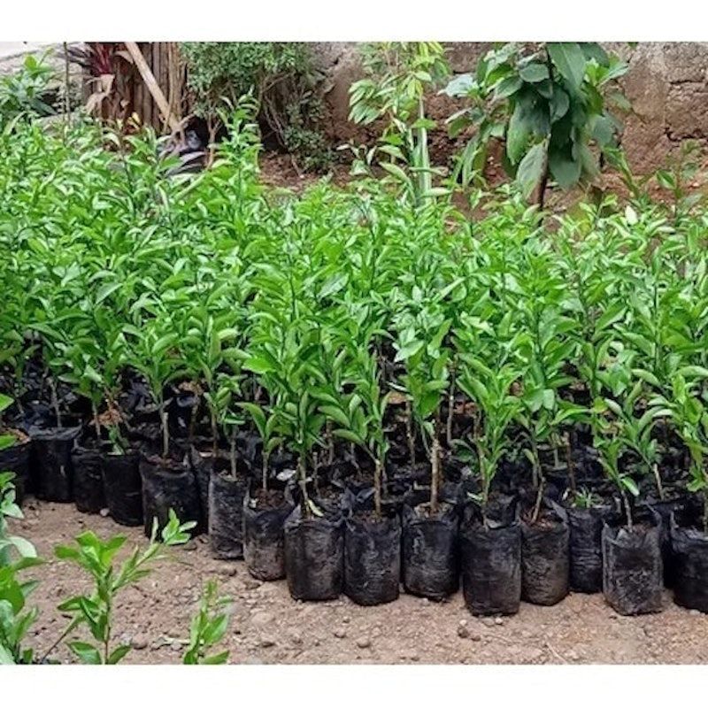 Bibit Jeruk Santang Madu Lampung