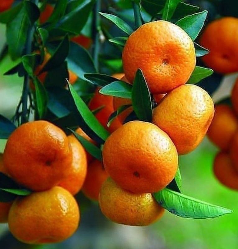 Bibit Jeruk Santang Madu Kondisi Berbuah