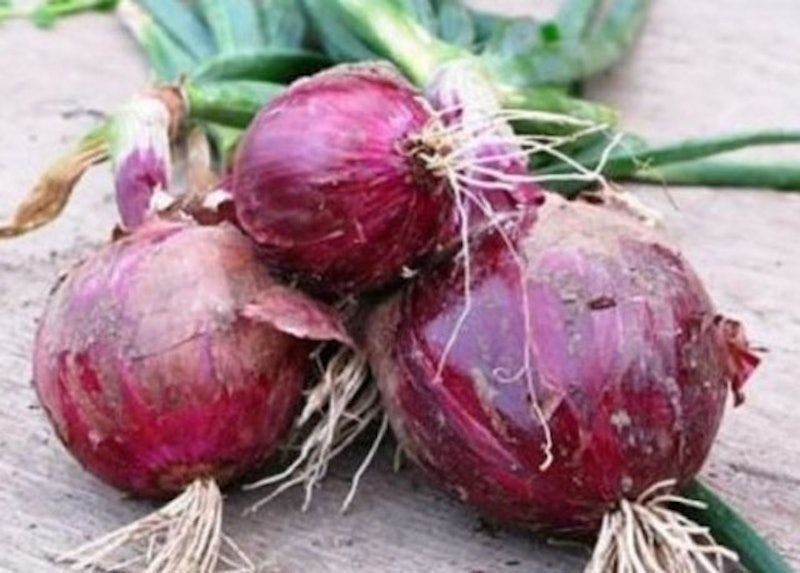 Haira Seed Onion Red Burgundy
