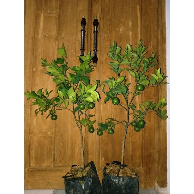 Bibit Jeruk Santang Madu Impor Indukan