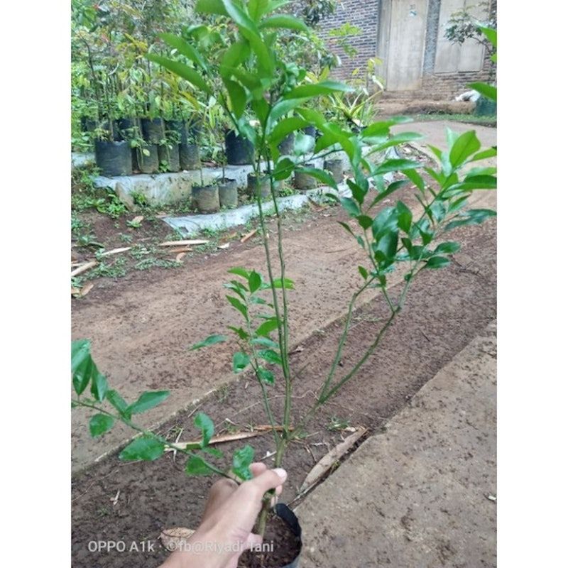 Bibit Jeruk Santang Madu Cangkok