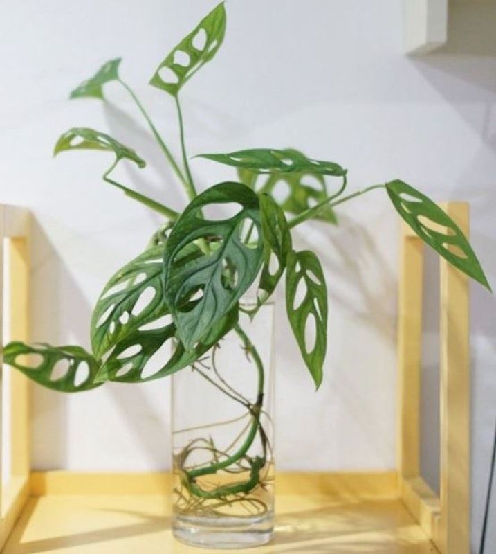 Janda Bolong (Monstera adansonii)