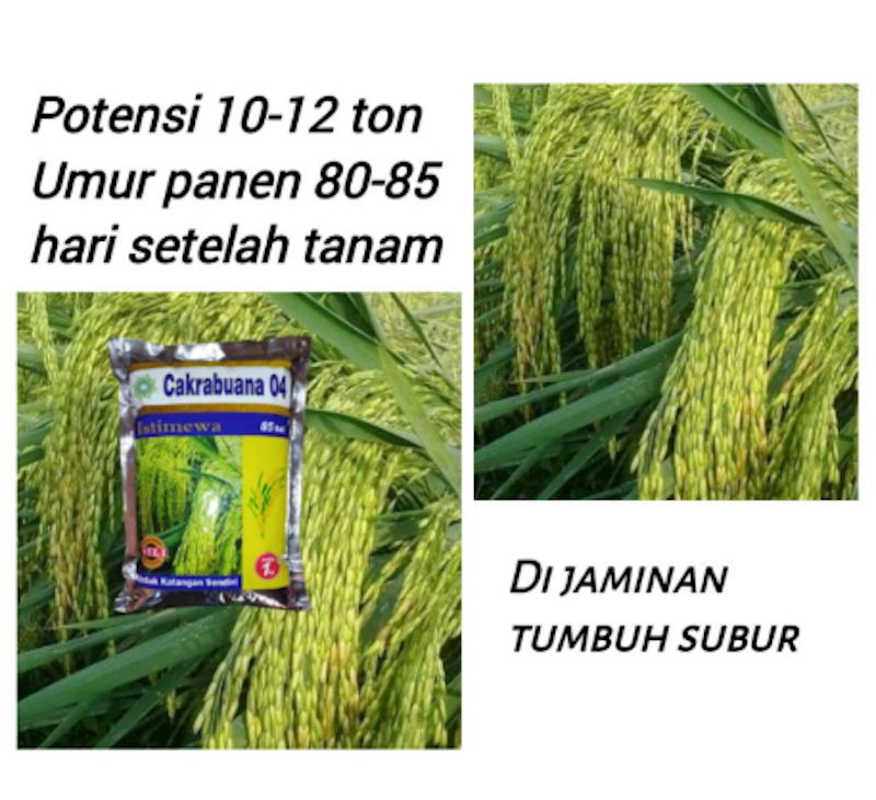 Benih Padi Cakrabuana 04 Istimewa 1 kg