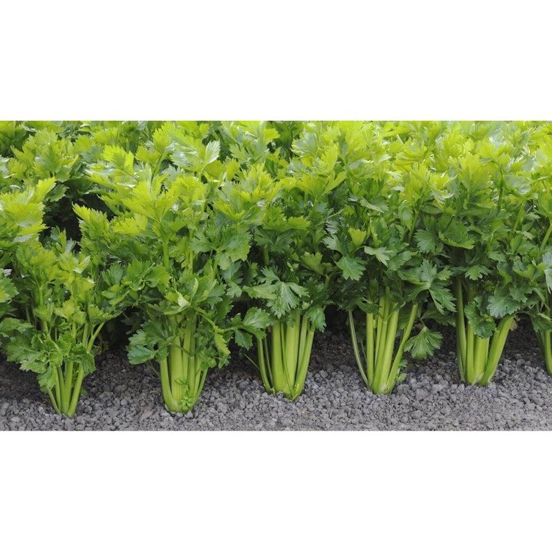 Celery Tall Utah