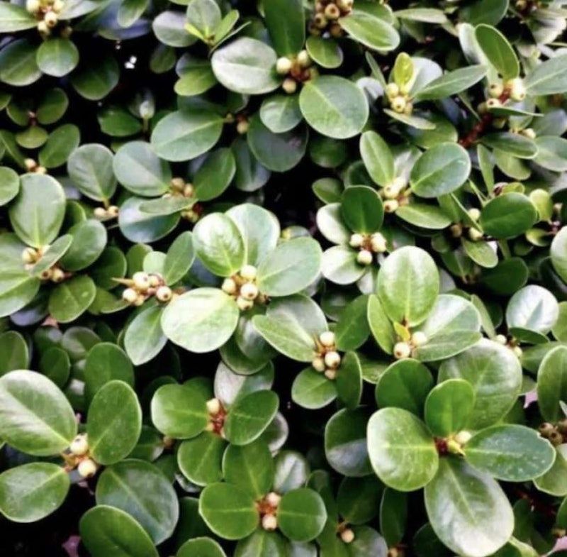 Bonsai Beringin Dolar