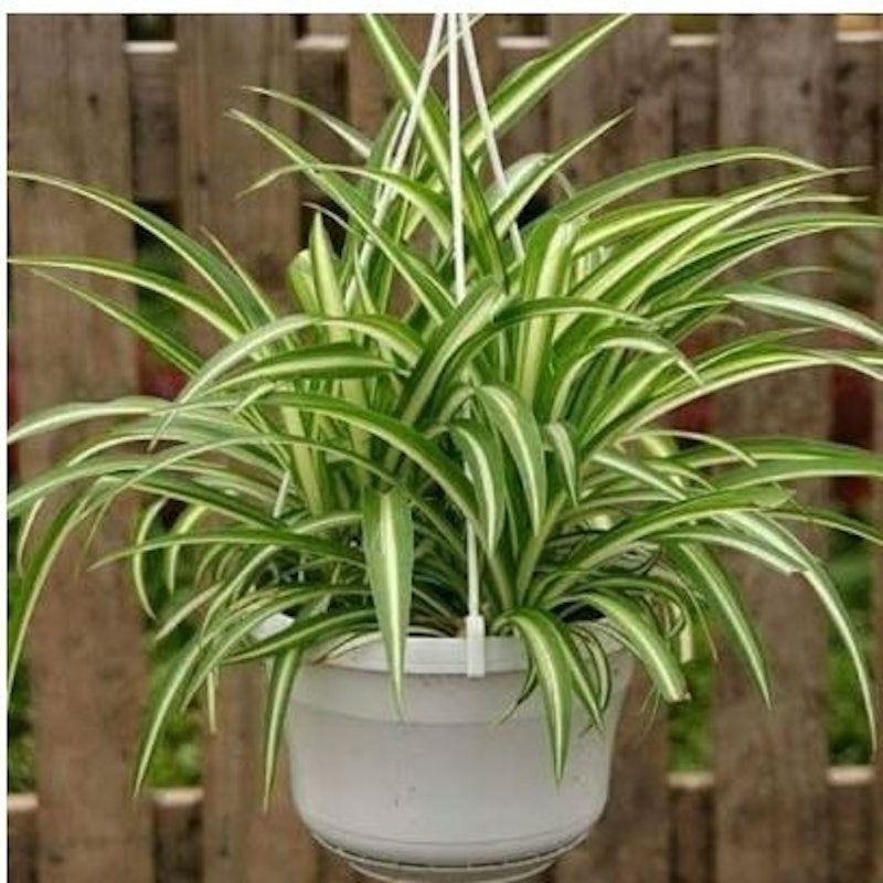 Lily Paris (Chlorophytum comosum)