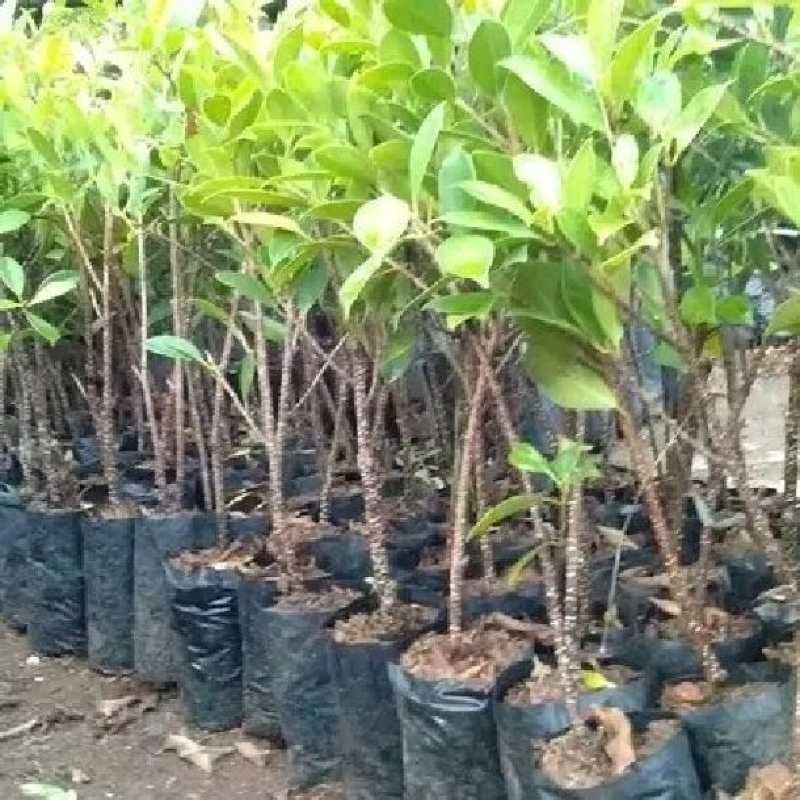 Bonsai Beringin Kimeng