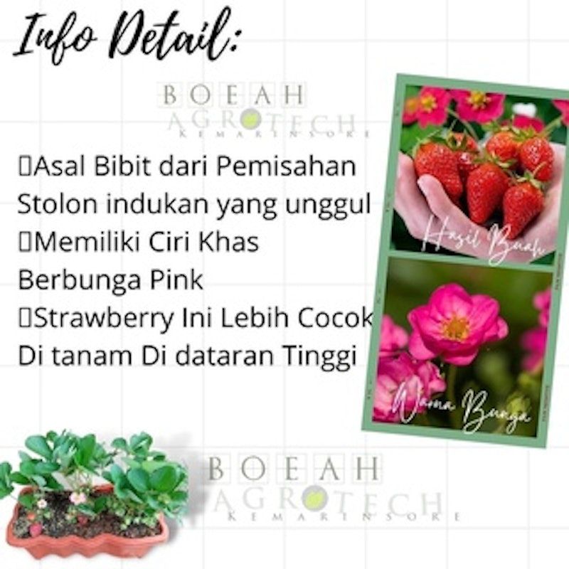Bibit Strawberry Merlan