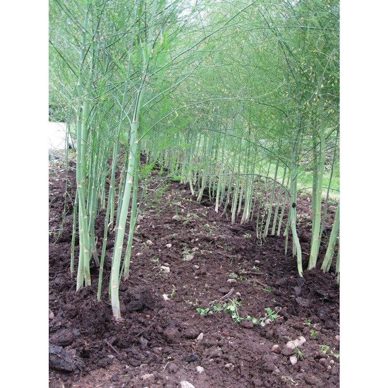 Asparagus Sayuran