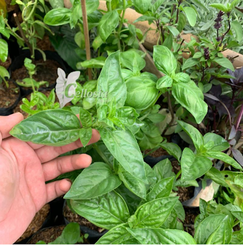 Tanaman Basil