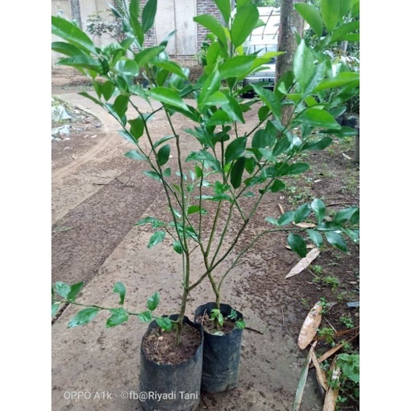 Bibit Jeruk Santang Madu Cangkok