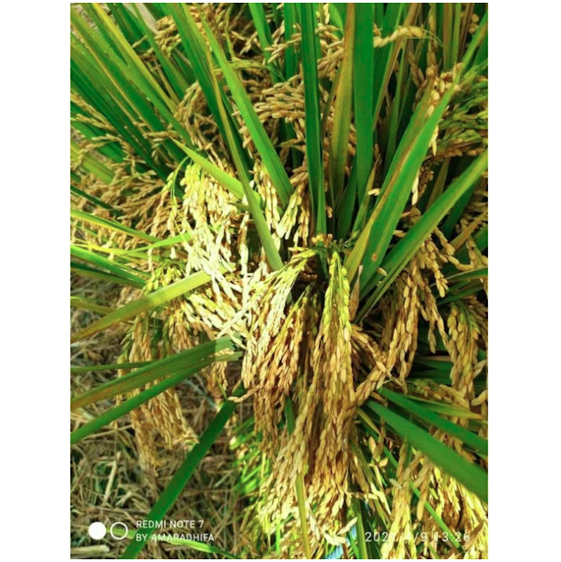 Padi Unggul Lokal Jawa Barat Cibatu 06 5 kg